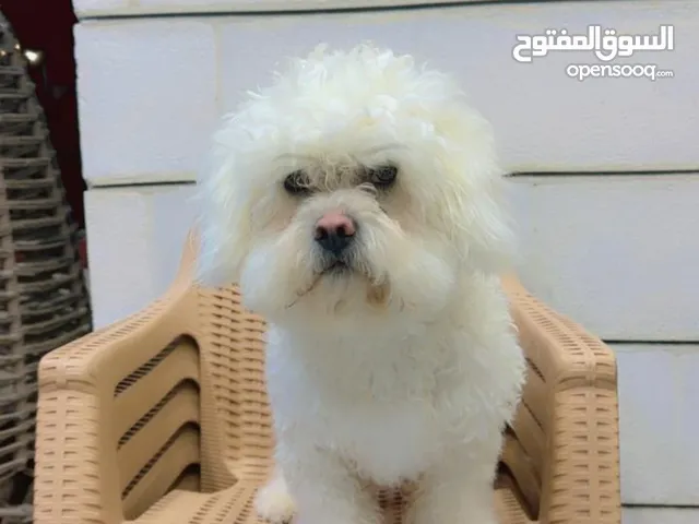 فرنش تيرير مستوى عالي