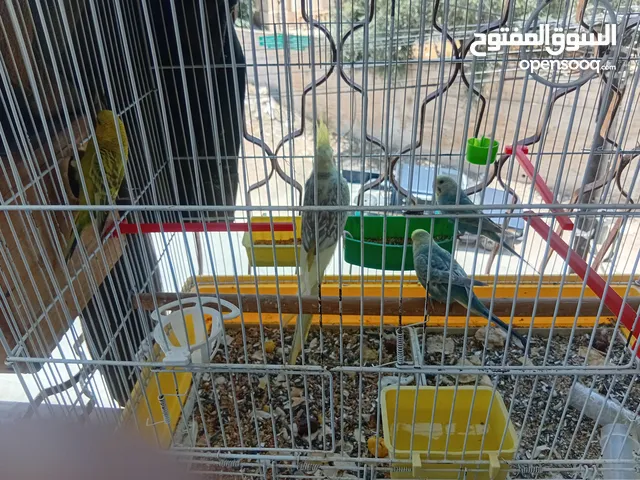 ذكر كوكتيل مع جوز طيور الحب مع قفص 8معالف