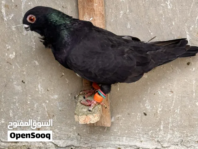 تنظيف سطح جوزين بواز  تحتيهم فراخ بسعر جوز  حمام مشكلات فحول وطواير بسعر حرق