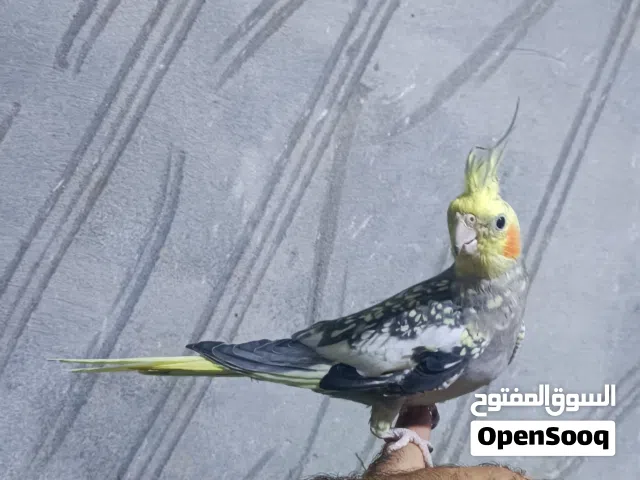 كوكتيل ايزابيل