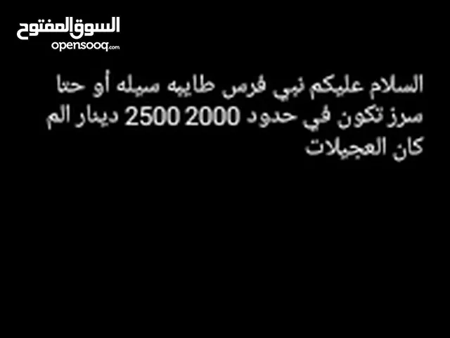نبي فرس طايبه في حدود 2000