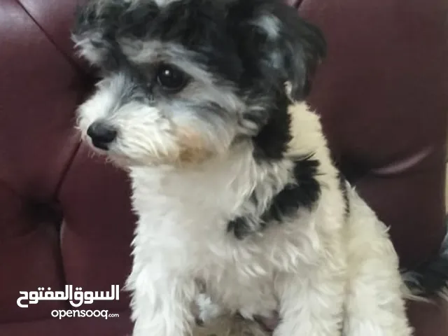 كلبة مالتيز عمر سنة حلوة ولعوبة