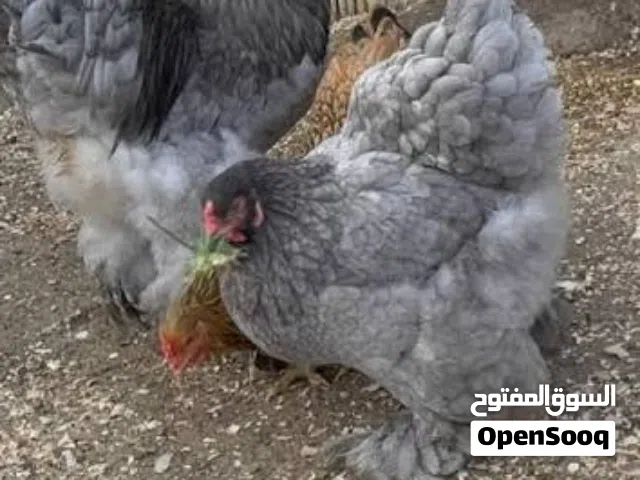 دجاج براهما جامبووو نخب اول نوادر