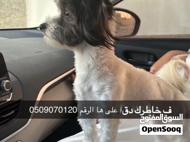 كلبه انثى مالتيز العمر 8 شهور