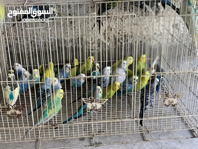 Budgies homebreed available sharjah