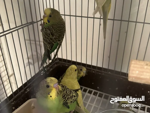 بادجي للبيع جميع الاعمار