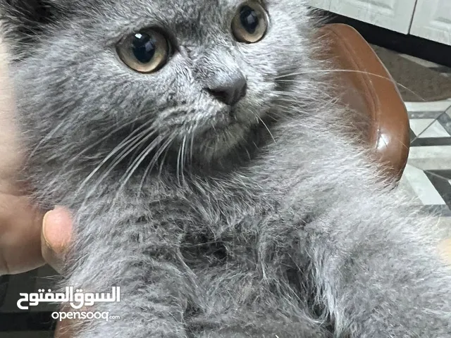 قطة انثى برتش مع الملحقات