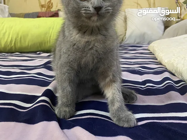 Kitten Scottish