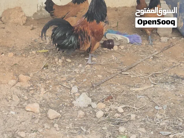 كوبيه ملاكي احمر