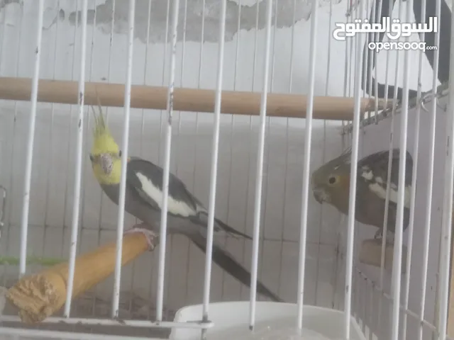 جوز عصافير طائر الكوكتيل شغال تحتو بيض مع قفص للإستفسار