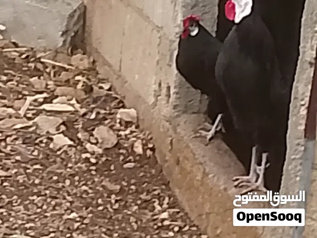 صوص مهرج الاسباني سعر حرق