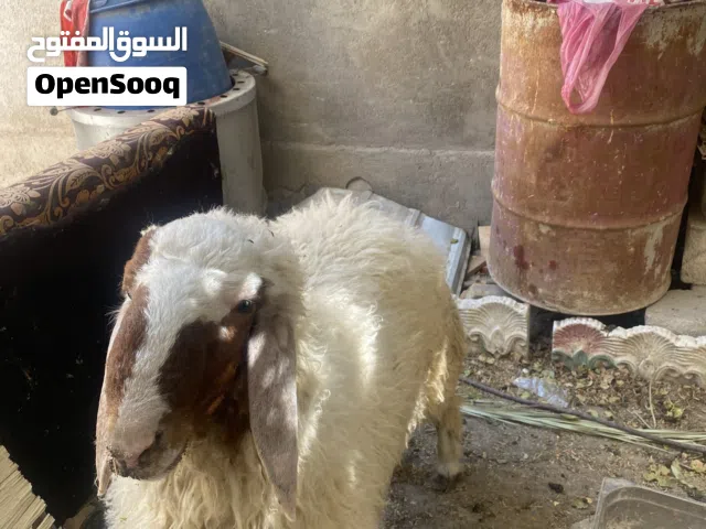 سلام عليكم طلي فحل البيع يذب 30كيلو الحم