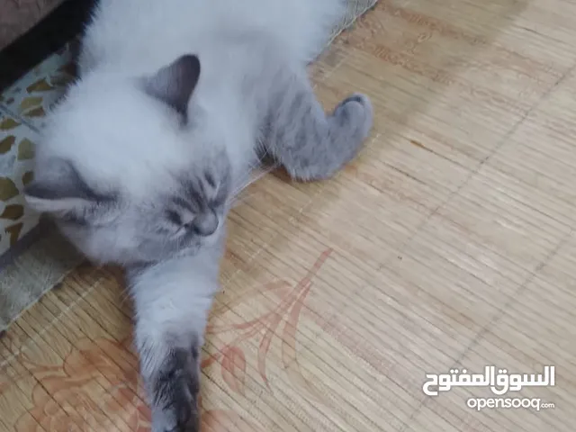 قطه الهملايا للبيع العمر 6 شهور