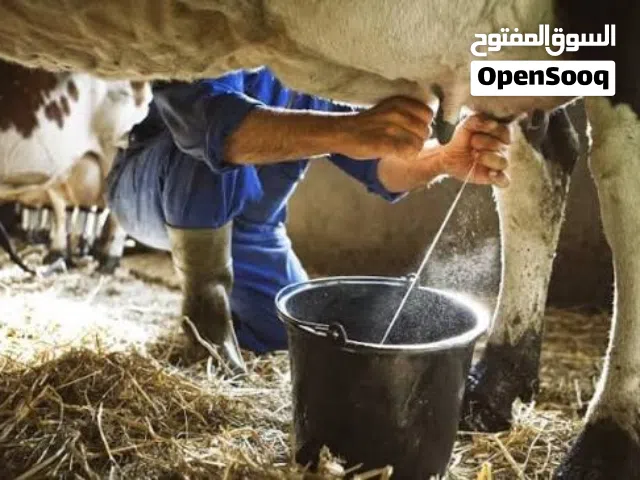 حليب بقر طازج من المزرعه مباشرة