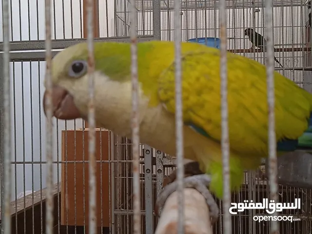 للبيع كويكر ذكر اليف