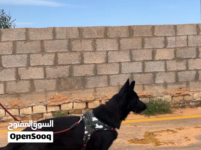 نتايه مكسيكيه مضمونه بيع او افاري