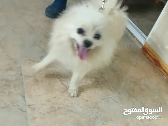 ذكر للبيع عمرو سنتين ونص