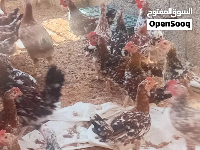 السلام عليكم  فرريج زهري هجين سايكس ربي يبارك  العداد تقريبا 60 العمر 3شهور  السعر 15