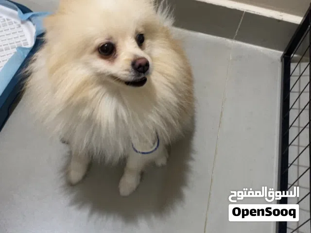 كلب بومارنيان قابل للتفاوض