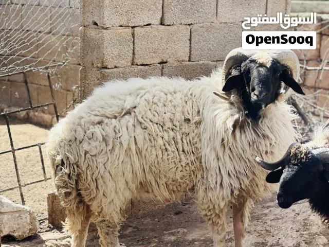 كبش عز الكسبه