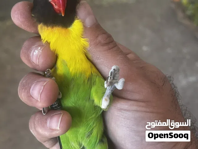 كوبيه برسوناتا منتجه