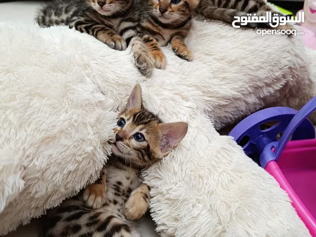 2 month old, pure bengal female kitten