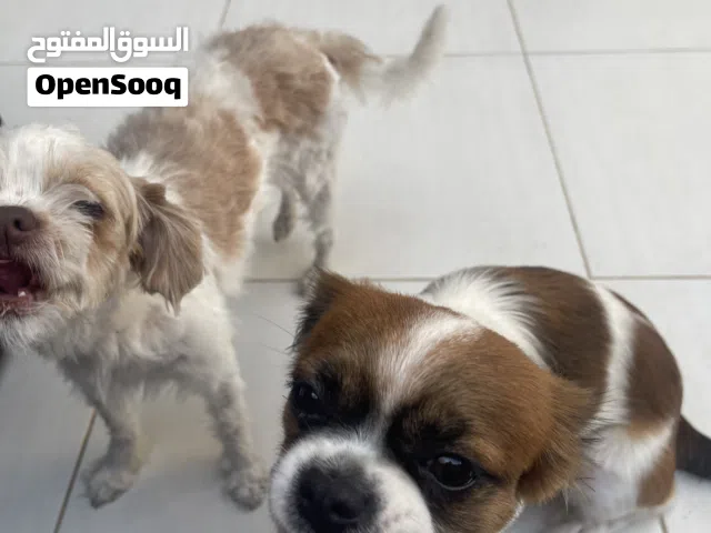 Puppies- Shitzu and mixed