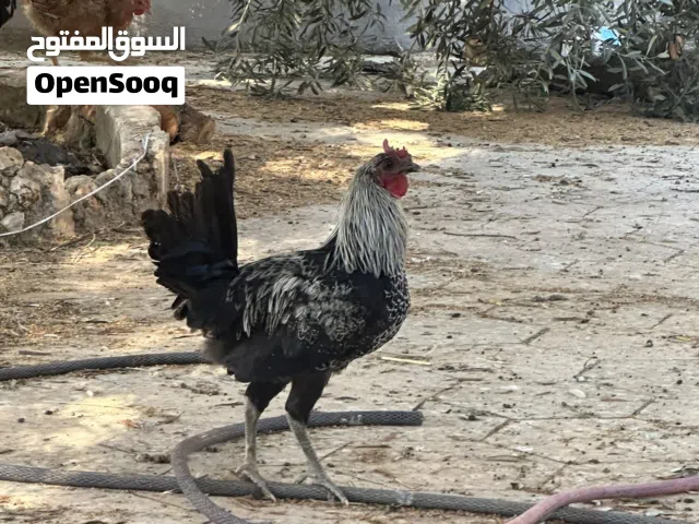 دجاج نخب اول الصلاة على النبي فرخات آول فتوح جميع الأنواع  الكوم عل 7 والنقى عل 9