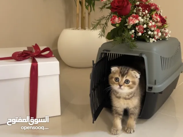 هدايا عيد الحب قططمع تزين البكس والاغراض لتتميز بهداياك