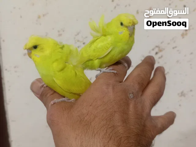 طيور للبيع عصفور
