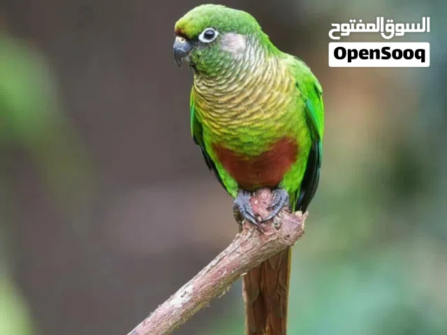 ازواج مارون كنيور منتجه الزوج سبعمئه وخمسين