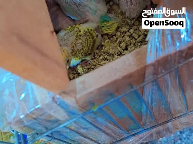طيور حب مع فراخهن