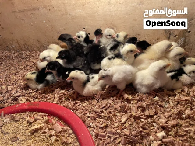 متاح بفضل الله كتكوت سيكس طوق وسيكس فولي وزهري وكيني لمبرقيني