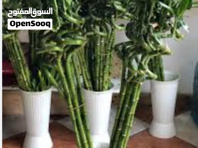 نبات البامبو