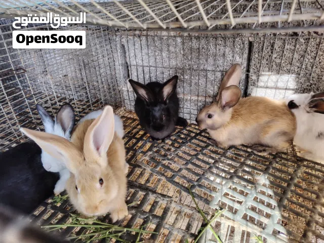 انتاج ألمانيات