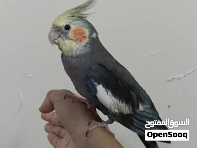 طير قرؤان اليف هدد متكلم
