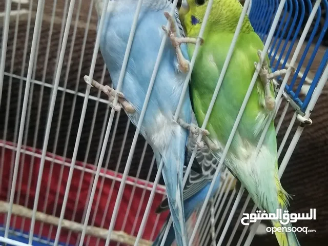طيور حب عصافير حب بادجي عصافير ببغاء طيور قابل للبدل على طيور أخرى عصافير حب عدد 6