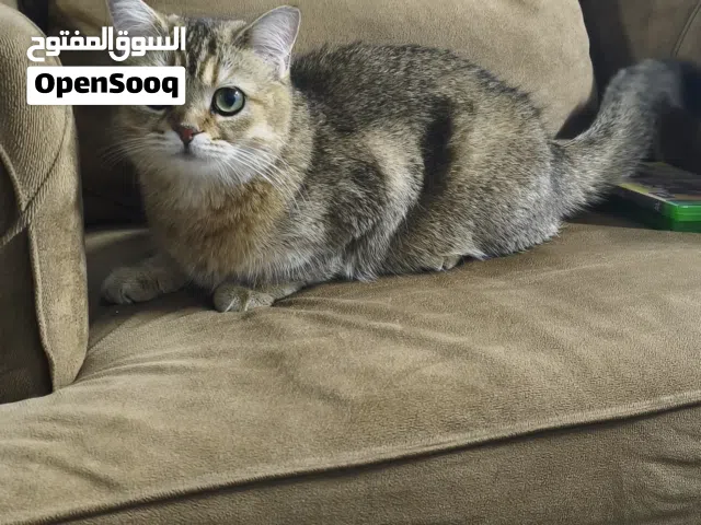British short hair cat for 300/sr