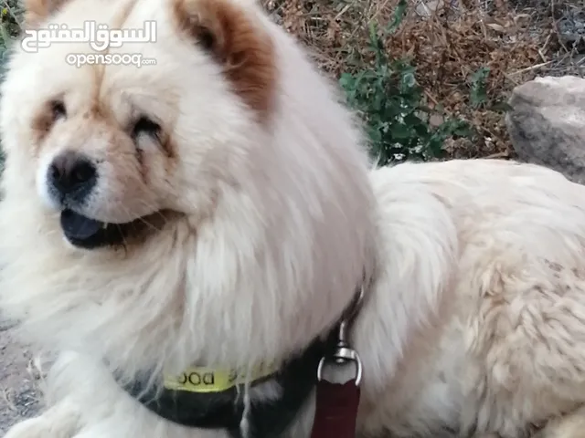 بيع وشراء الكلب