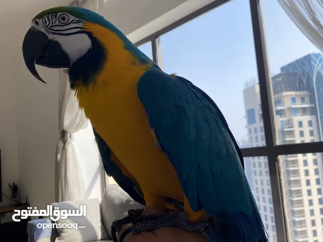 Blue and Good Macaw