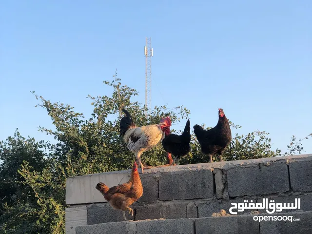 دجاج عرب للبيع