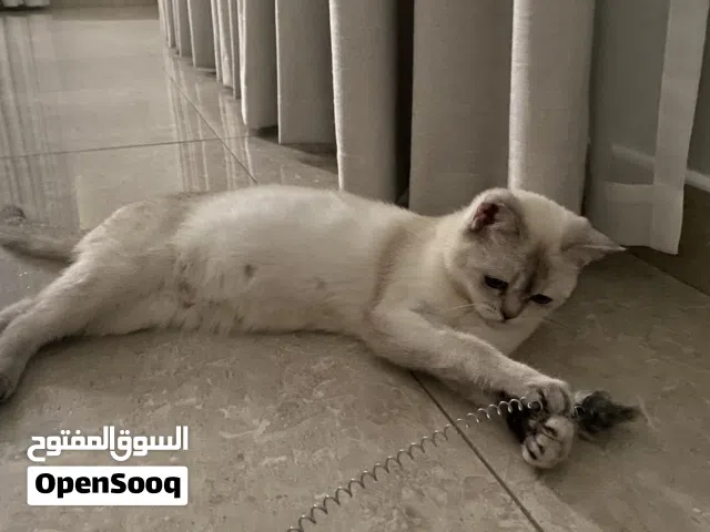 قطه انثى للجاد فقط نوع بريتش شورت هير