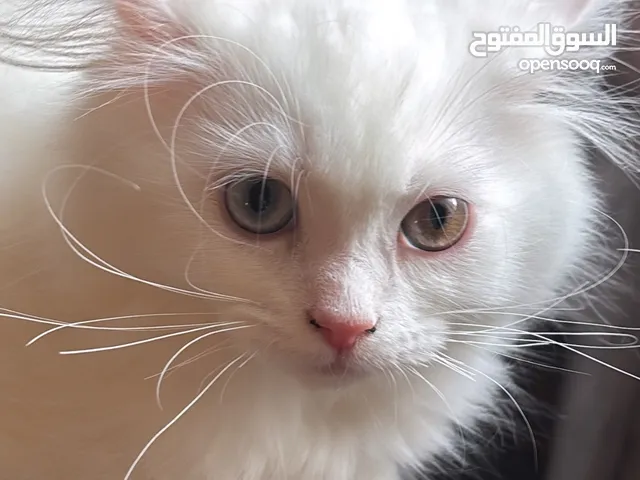 Mixed cats