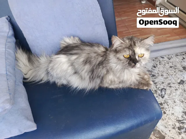 قطة أنثى شانشيلا اصلي