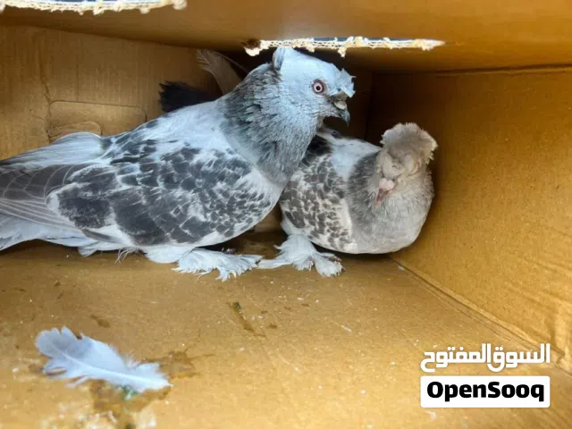متوفر حمام بجميع انواعه