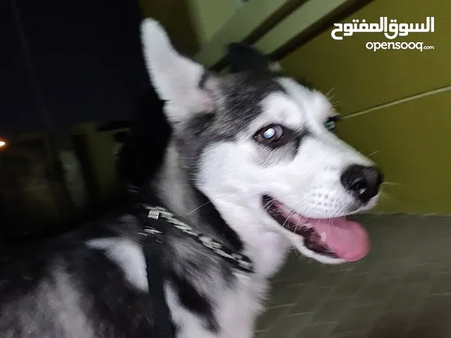 Pure Siberian husky 8 months male please send message on open souq I cannot mention my mobile no.