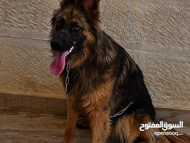 أنثى جيرمن شيبرد شو لاين مستوى عالي جدا