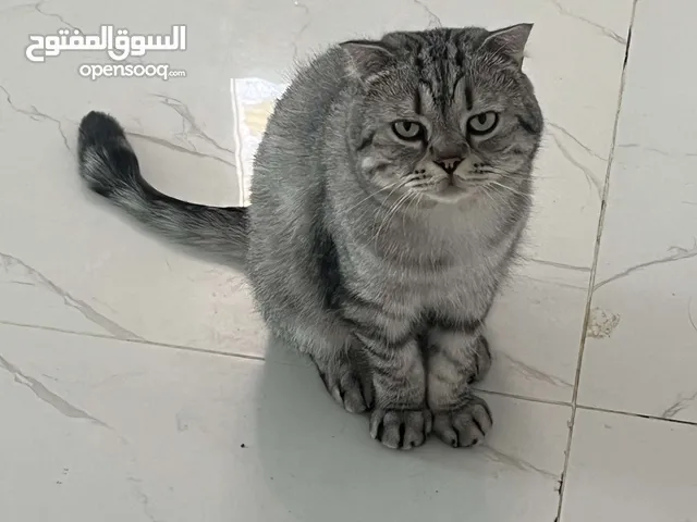 سكوتش فولد