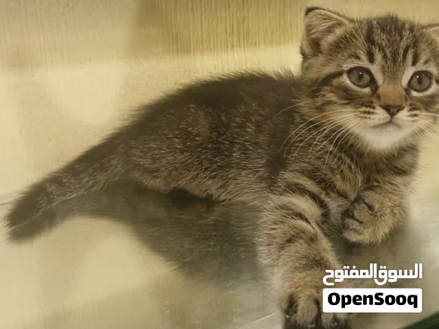 قط عمره أقل من سنة  A cat less than a year old
