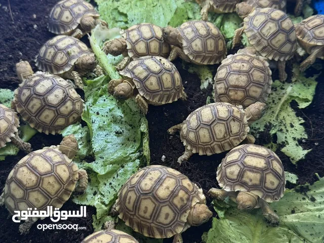 سلاحف السلوكاتا